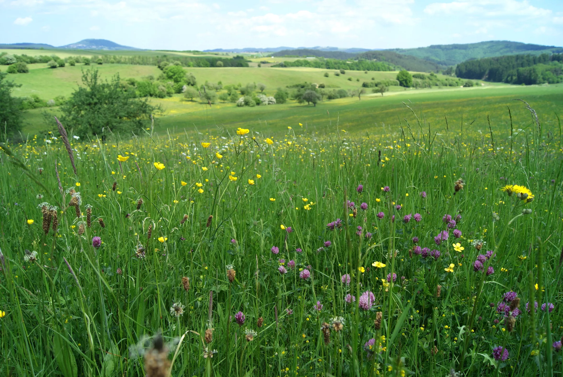 Blick über die Eifellandschaft mit blühenden Wiesenblumen
