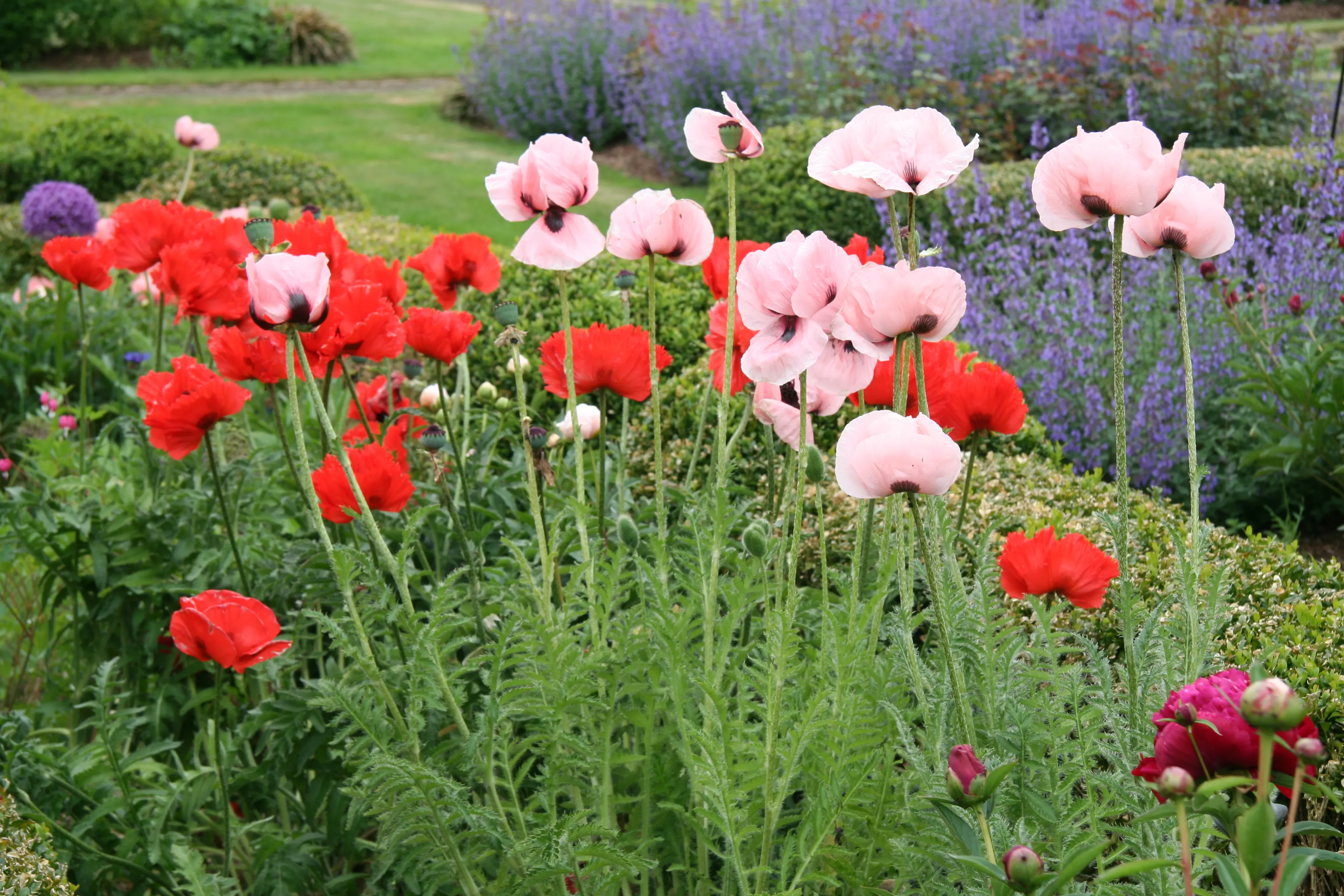 Ferienwohnung Landhaus im Mühlengrund Pronsfeld Garten